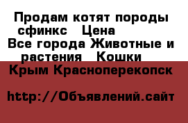 Продам котят породы сфинкс › Цена ­ 4 000 - Все города Животные и растения » Кошки   . Крым,Красноперекопск